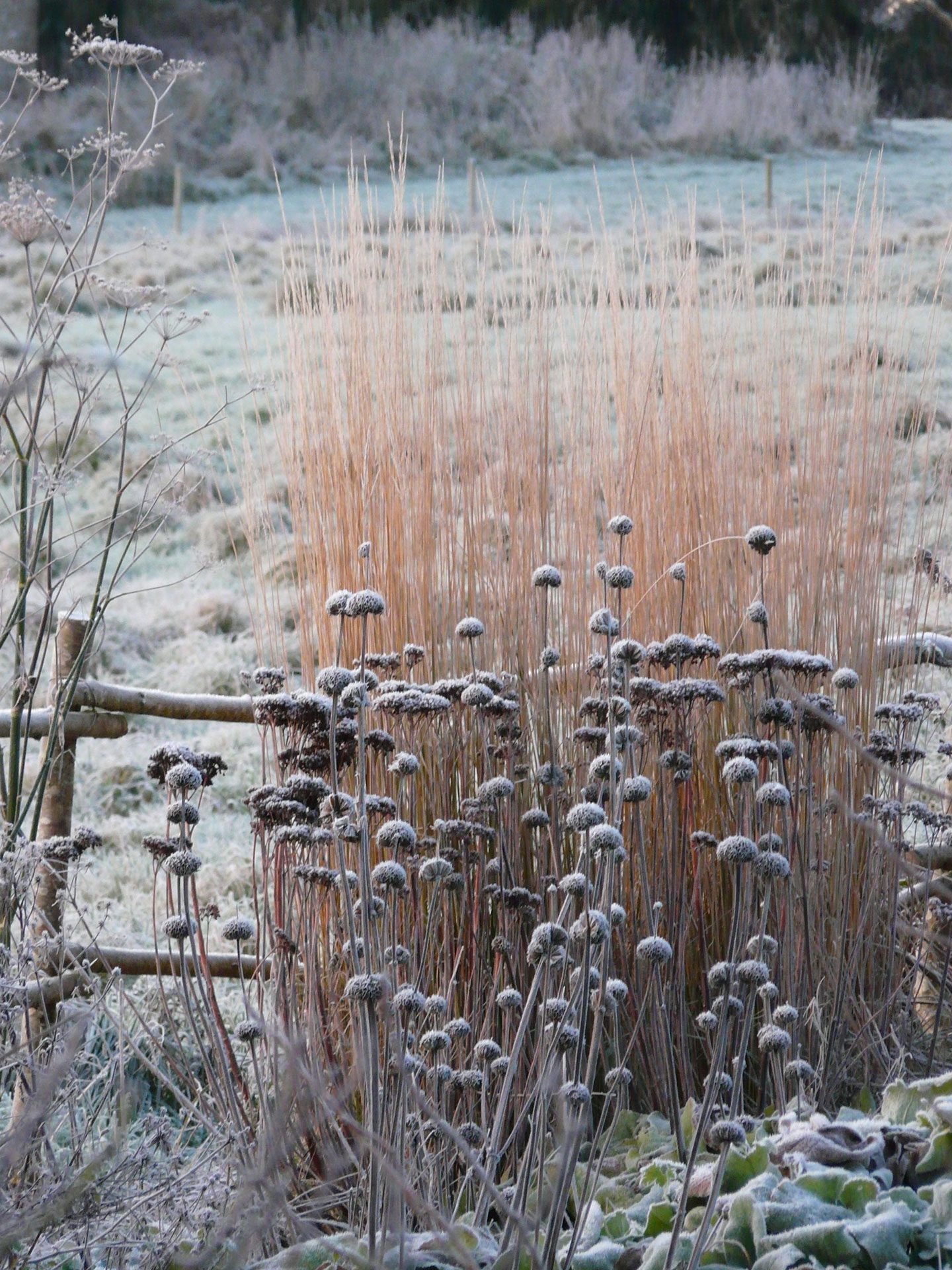 Phlomis russeliana sur fond de Calamagrostis ‘Overdam’