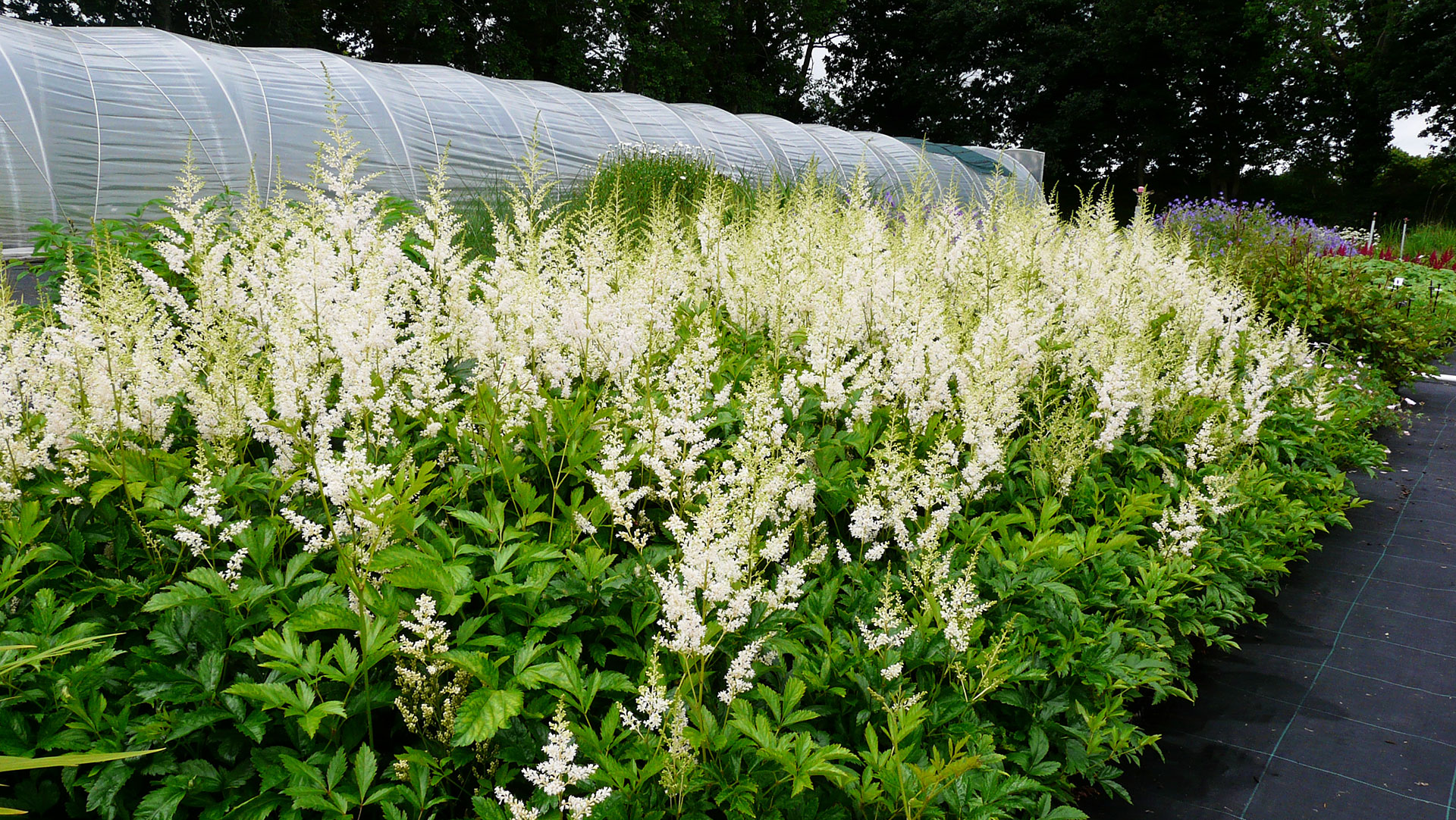 Astilbe ‘Vision In White'