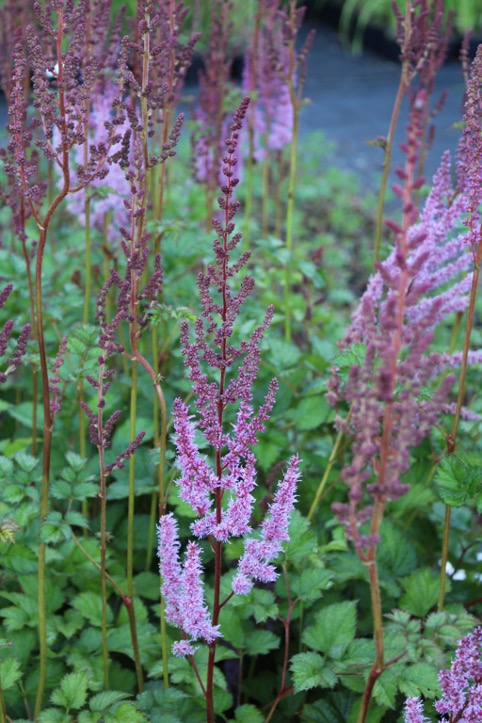 Astilbe chinensis ‘Superba’