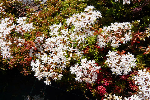 Coral Carpet