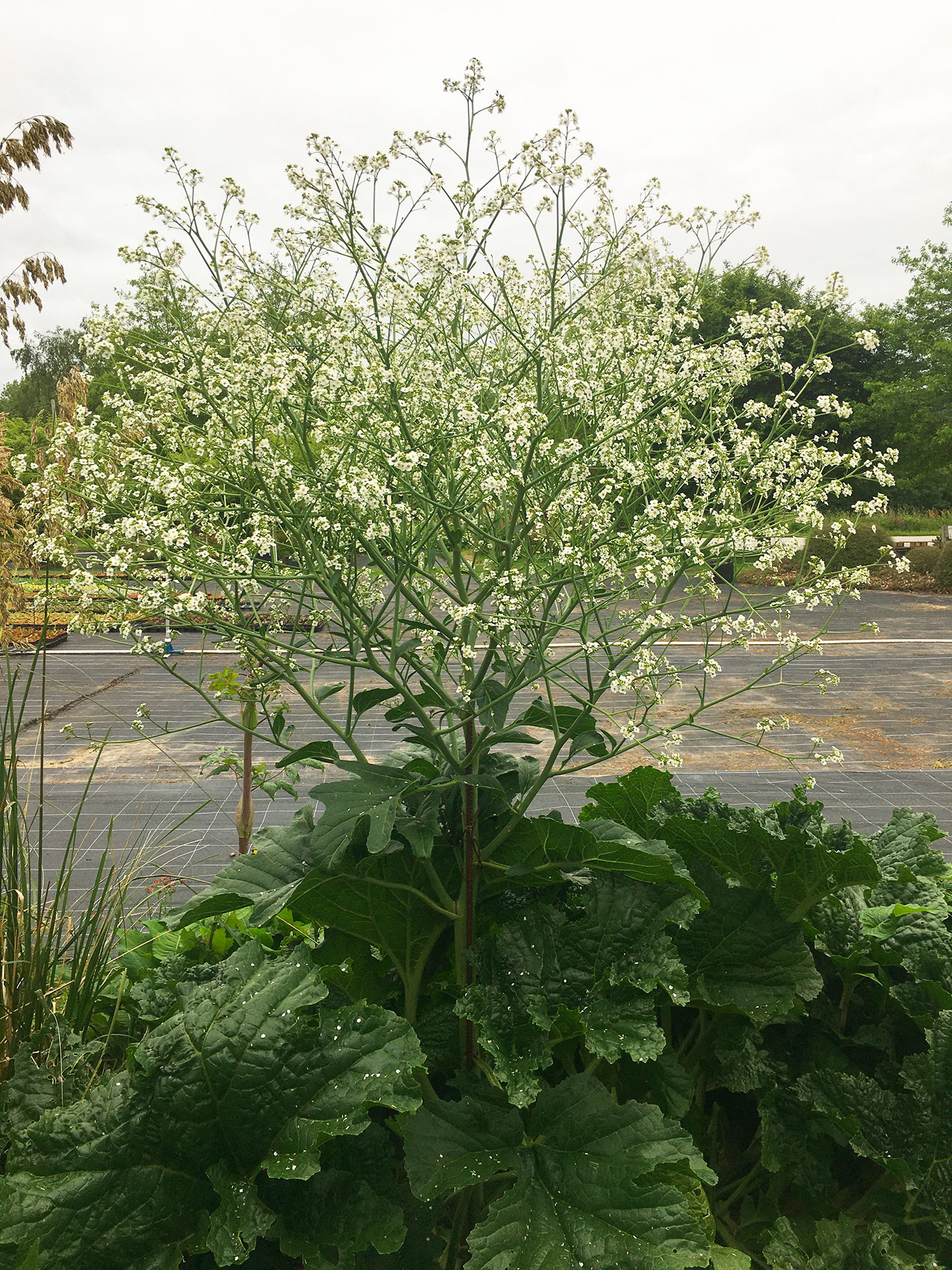 Crambe cordifolia