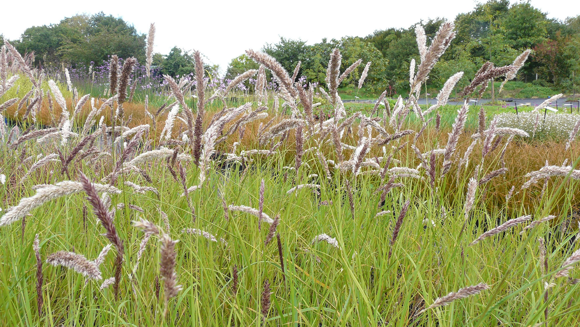 Melica ciliata