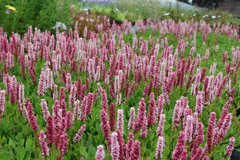 Persicaria affinis ‘Kabouter’