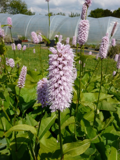 Persicaria bistorta ‘Superba’