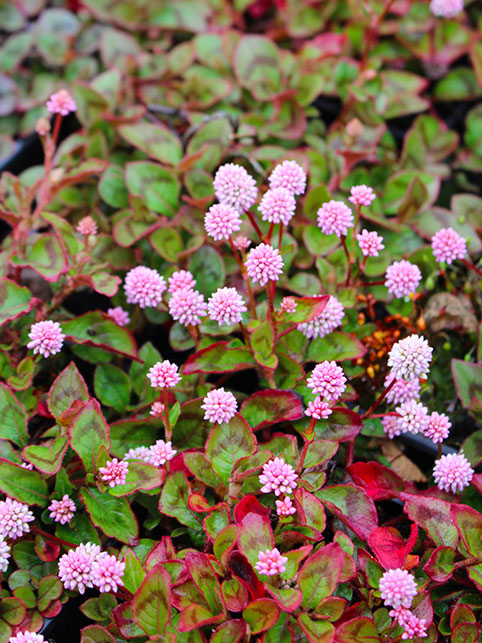 Persicaria capitata