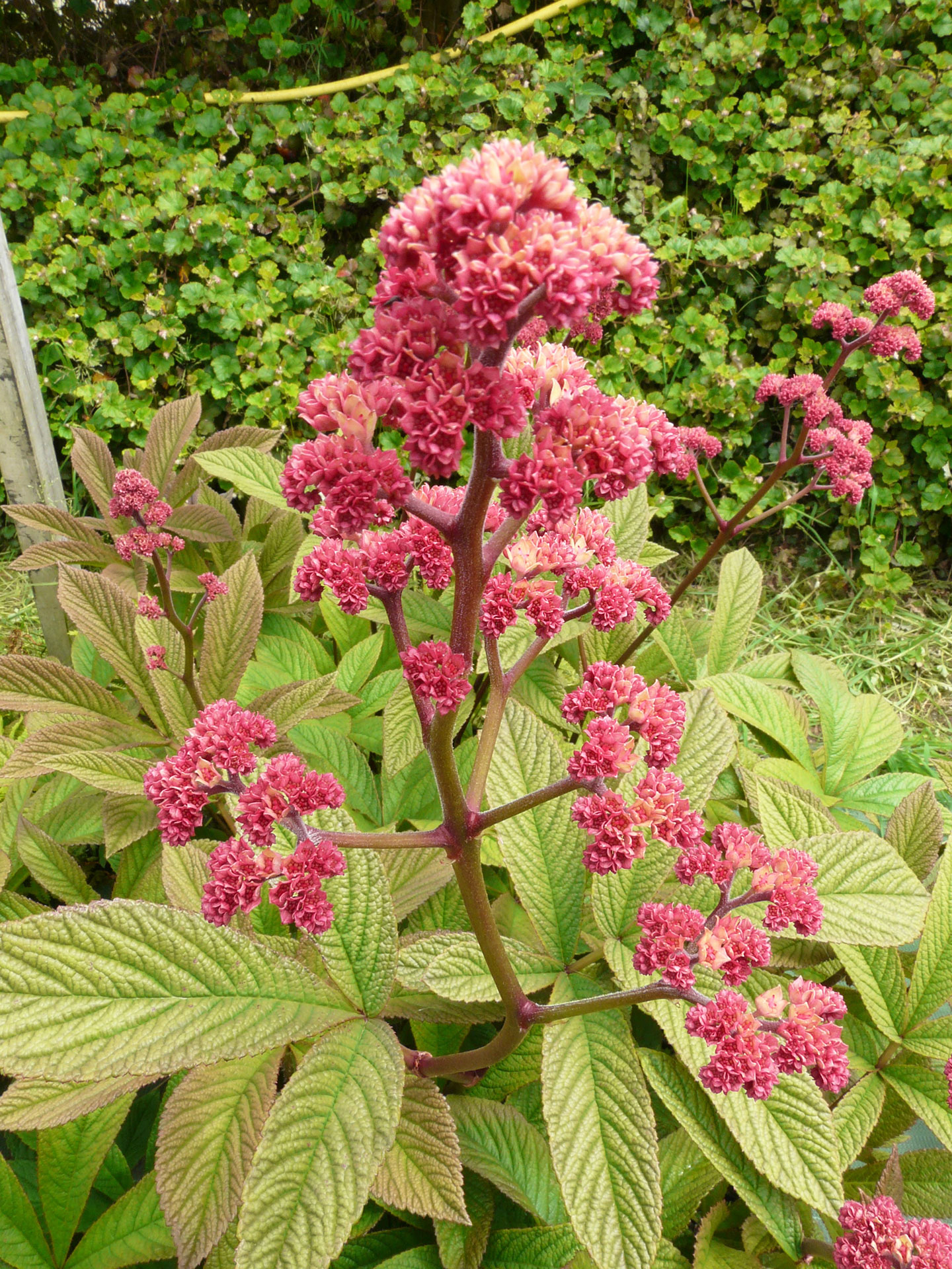 Rodgersia pinnata 'Chocolate Wings’