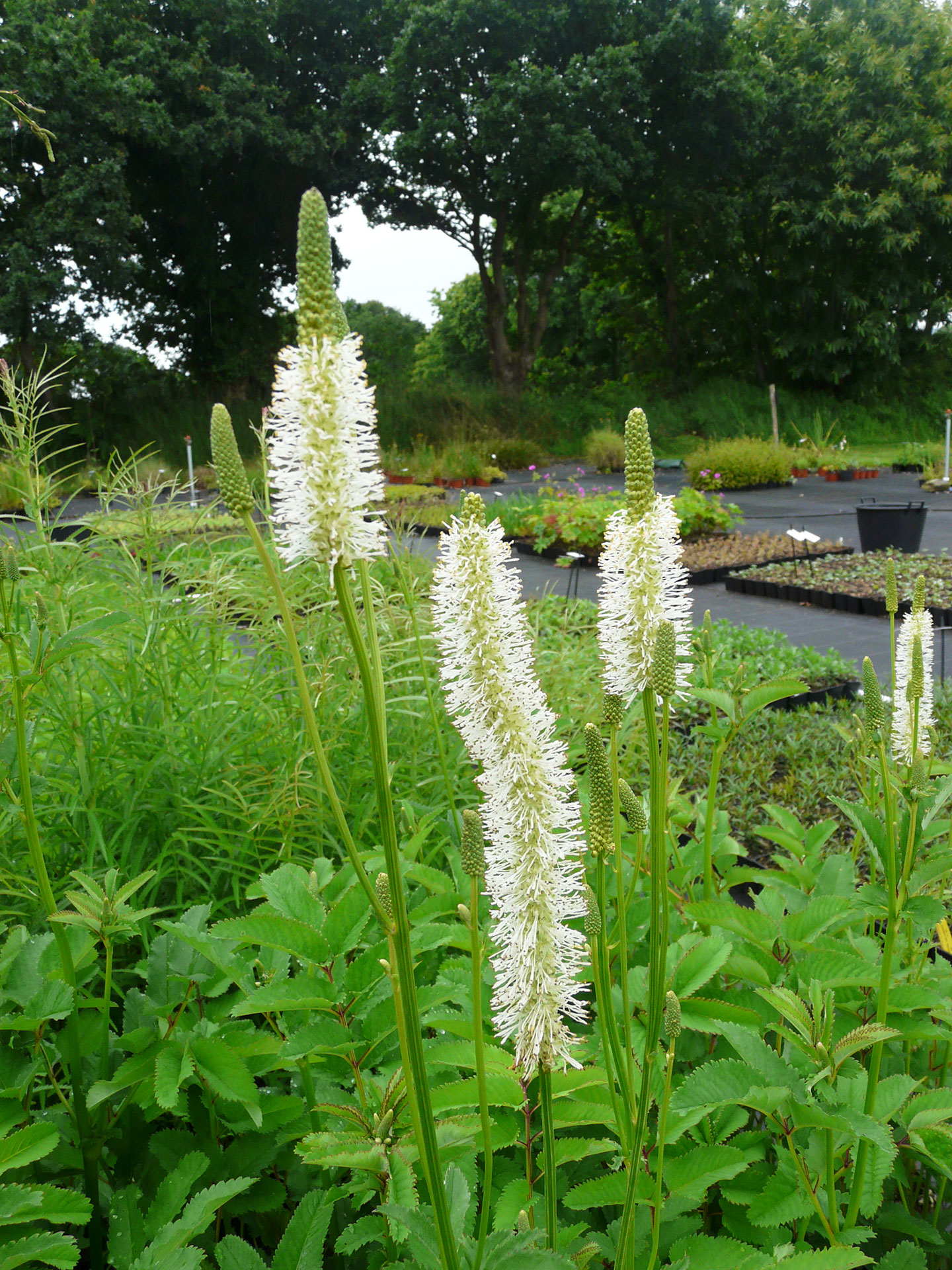 Sanguisorba canadensis