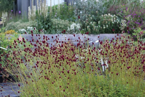 Sanguisorba officinalis ‘Tanna’