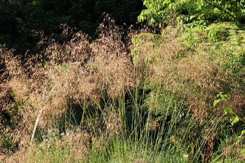 Stipa gigantea