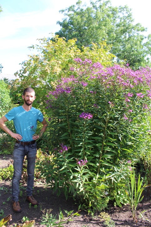 Vernonia noveborascensis