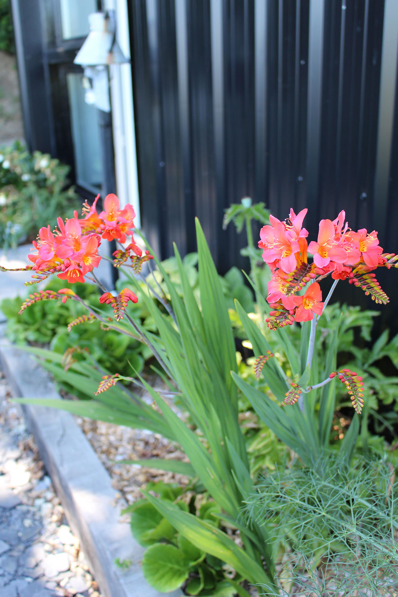 Crocosmia ‘Limpopo’