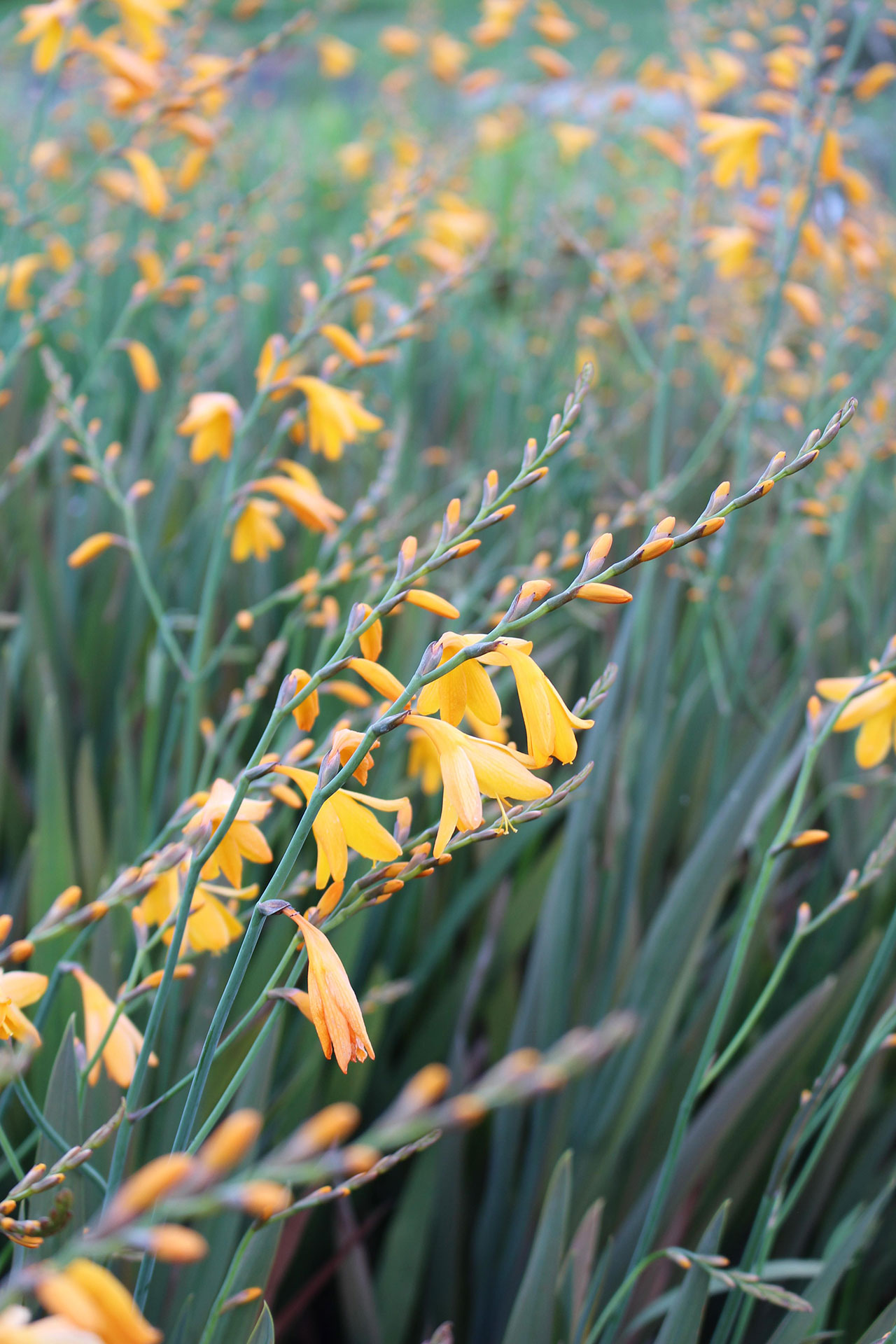 Crocosmia ‘Gerbe d’or’