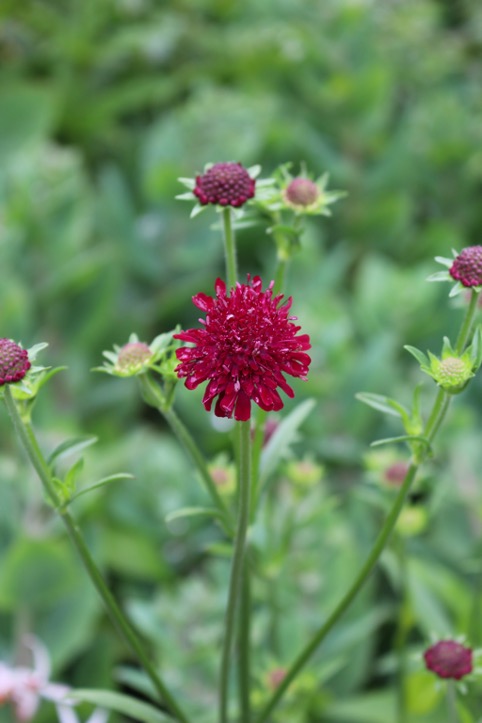 Knautia macedonica