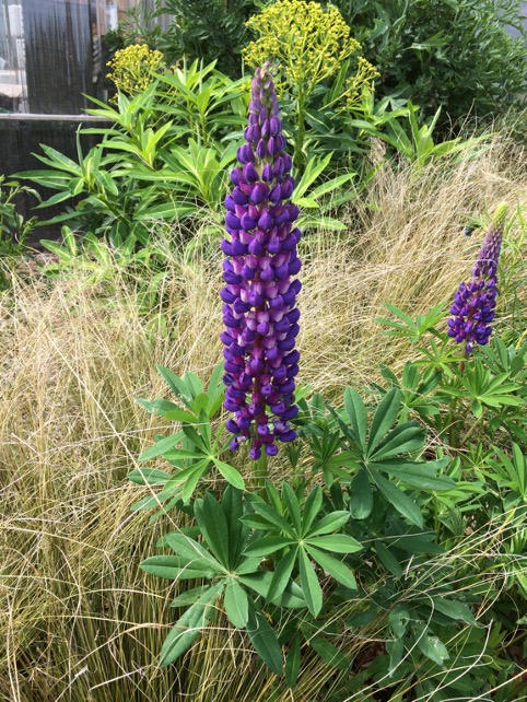 lupinus