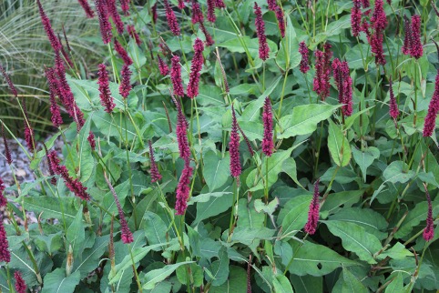 Persicaria amplexicaulis ‘Blackfield’