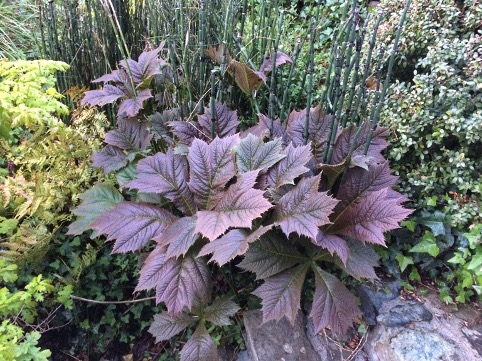 Rodgersia podophyllum ‘Rotlaub’ 