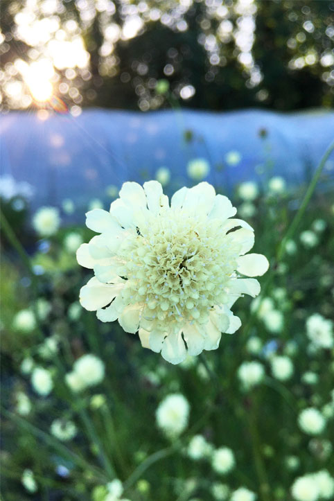 scabiosa ochroleuca