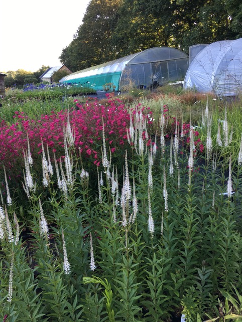 Veronicastrum virginicum ‘Album’